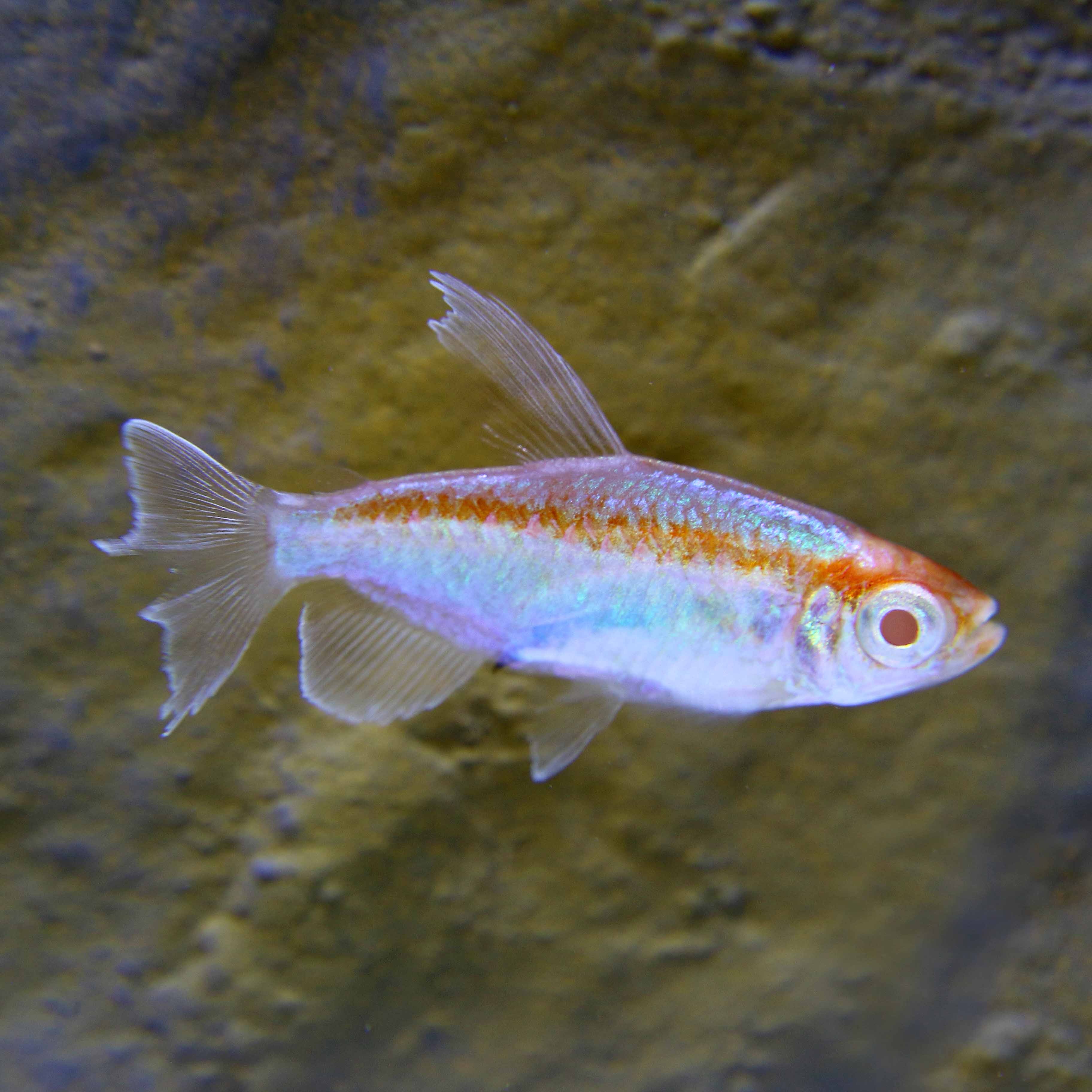 Phenac.interruptus  Albino kongozalm SM